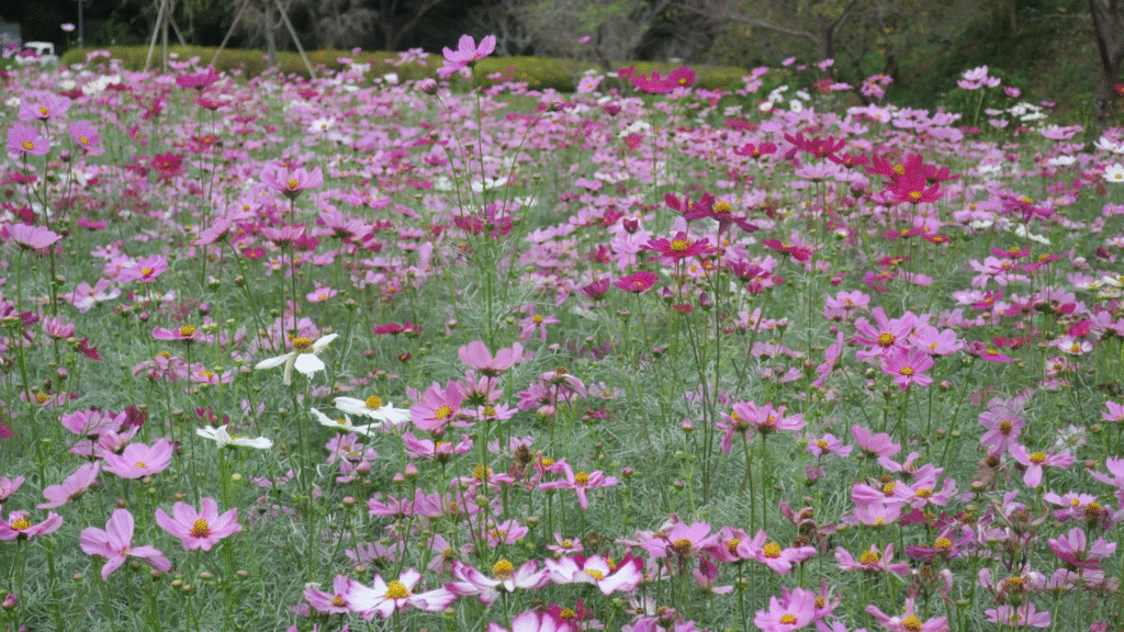 はままつフラワーパークのコスモス、10月上旬のコスモス開花状況