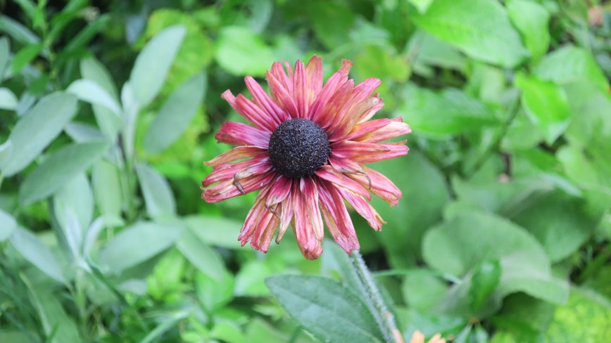 森の音ミュージアムの小道の花