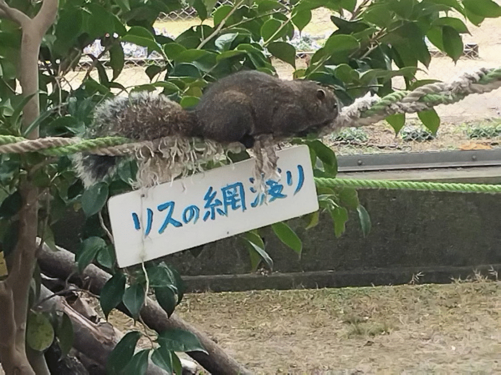 リス園のタイワンリス