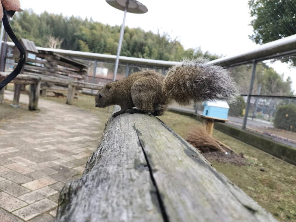 リス園のタイワンリス
