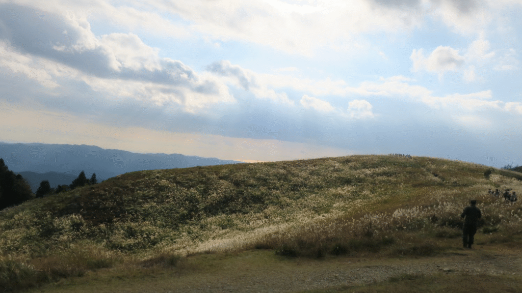 生石高原　ススキ