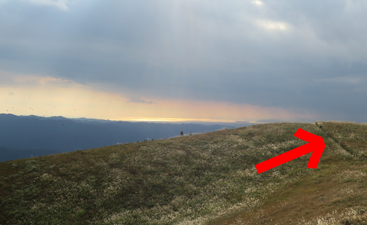 生石高原ススキの細道