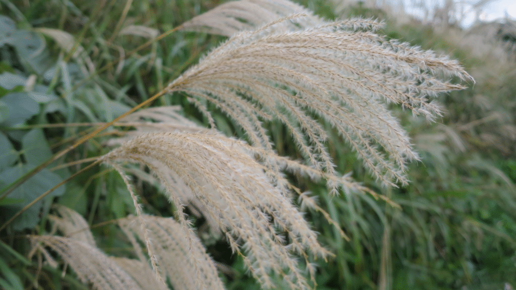 生石高原のススキ
