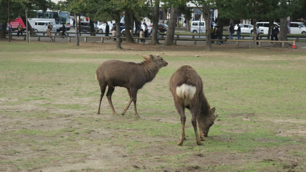 奈良公園の鹿