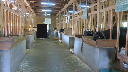 但馬牛博物館の大動物舎の牛