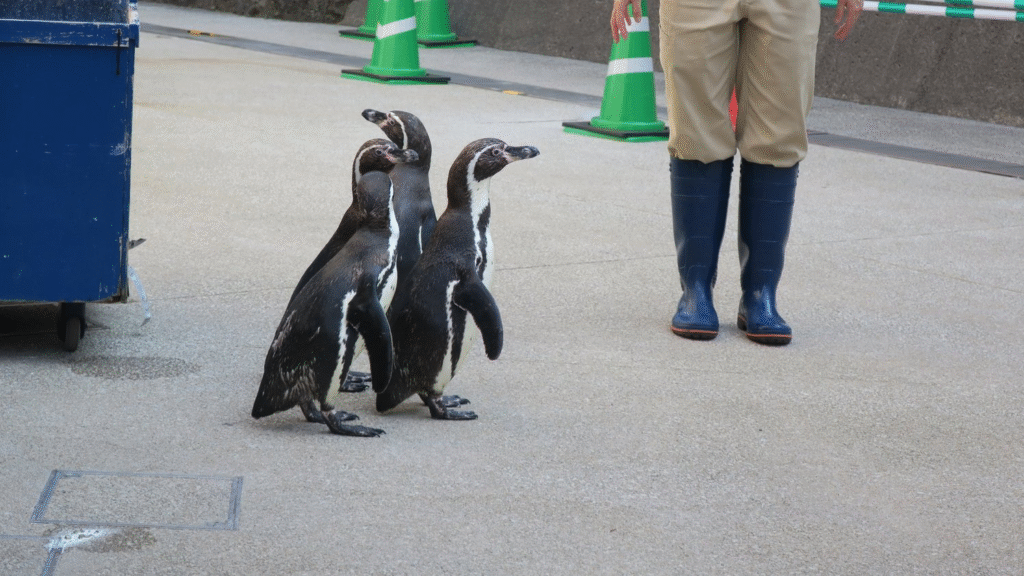 城崎マリンワールドのペンギン
