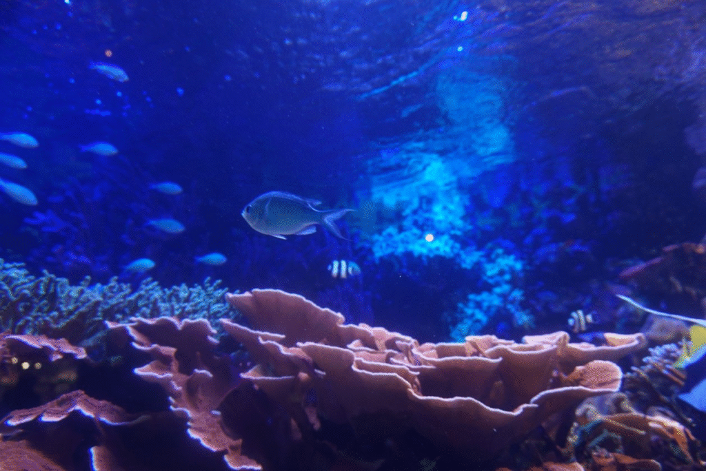 鳥羽水族館の魚