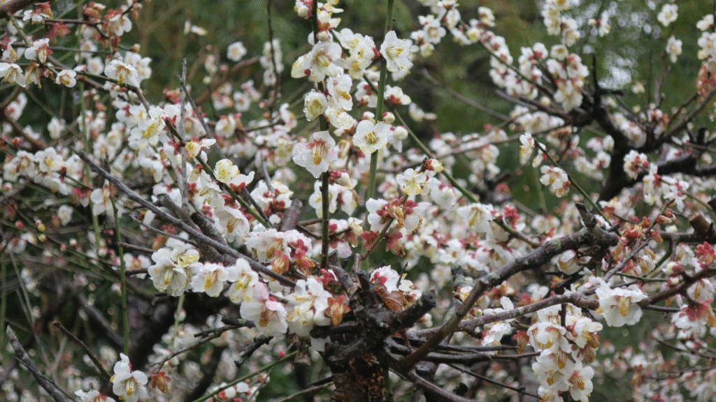 三重県で見た梅の花