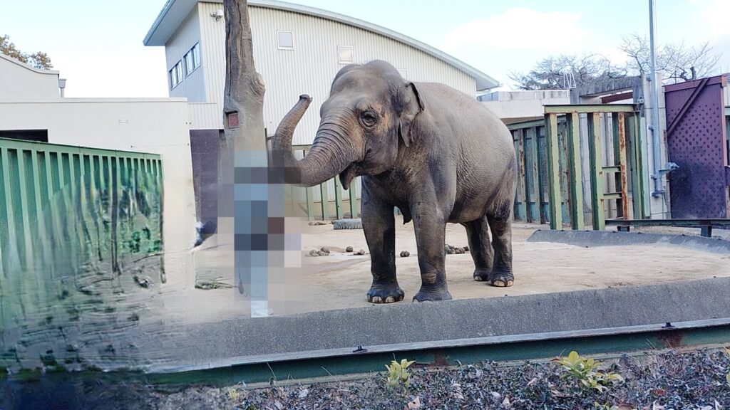 神戸王子動物園のゾウ
