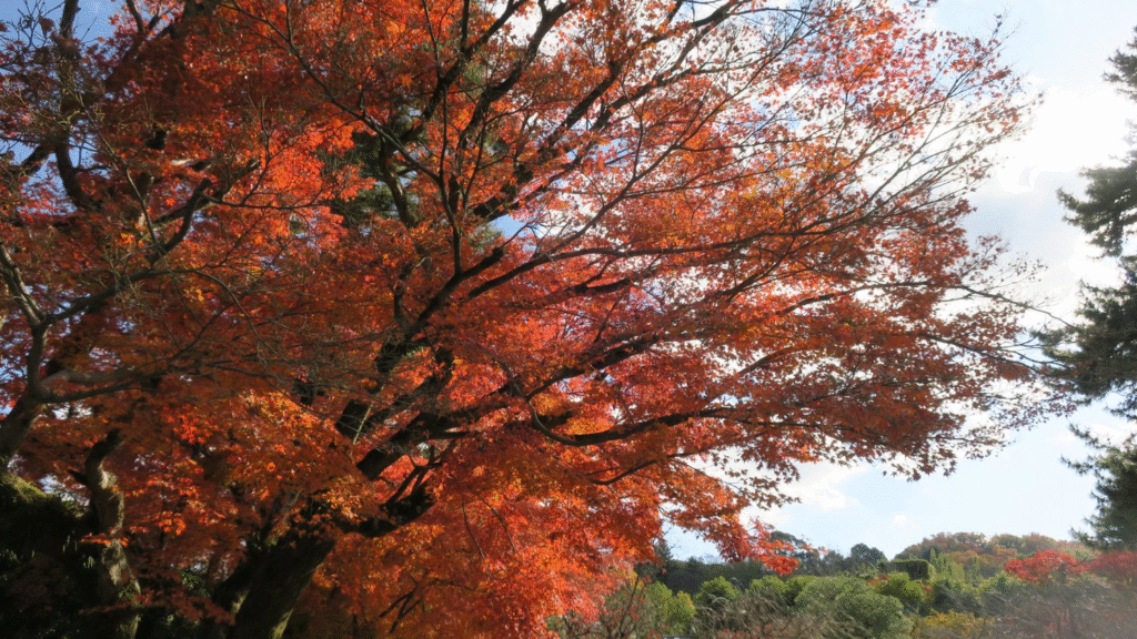 平等院鳳凰堂庭園の紅葉