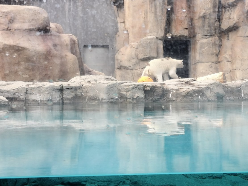 神戸王子動物園のシロクマ
