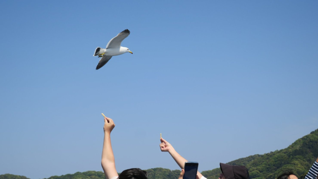 伊根めぐり遊覧船に乗ってカモメにエサをあげている