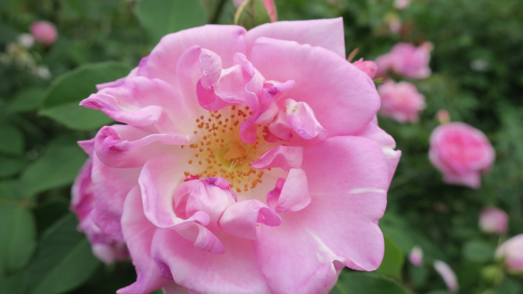 花の文化園の花