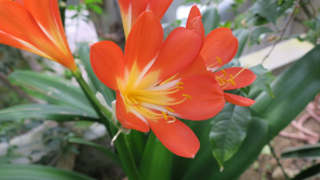 大阪府立花の文化園の花