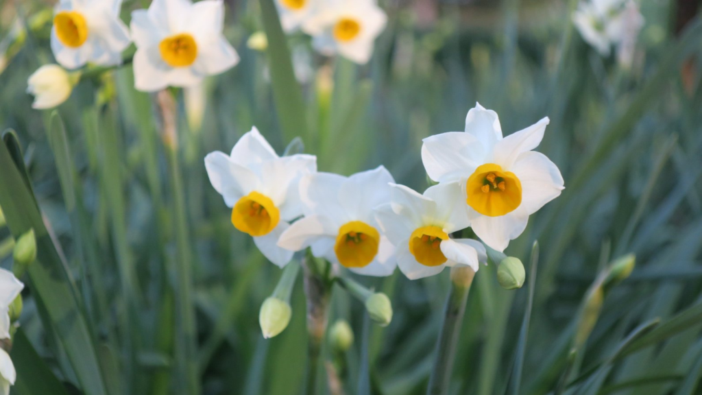 蜻蛉池公園のスイセン