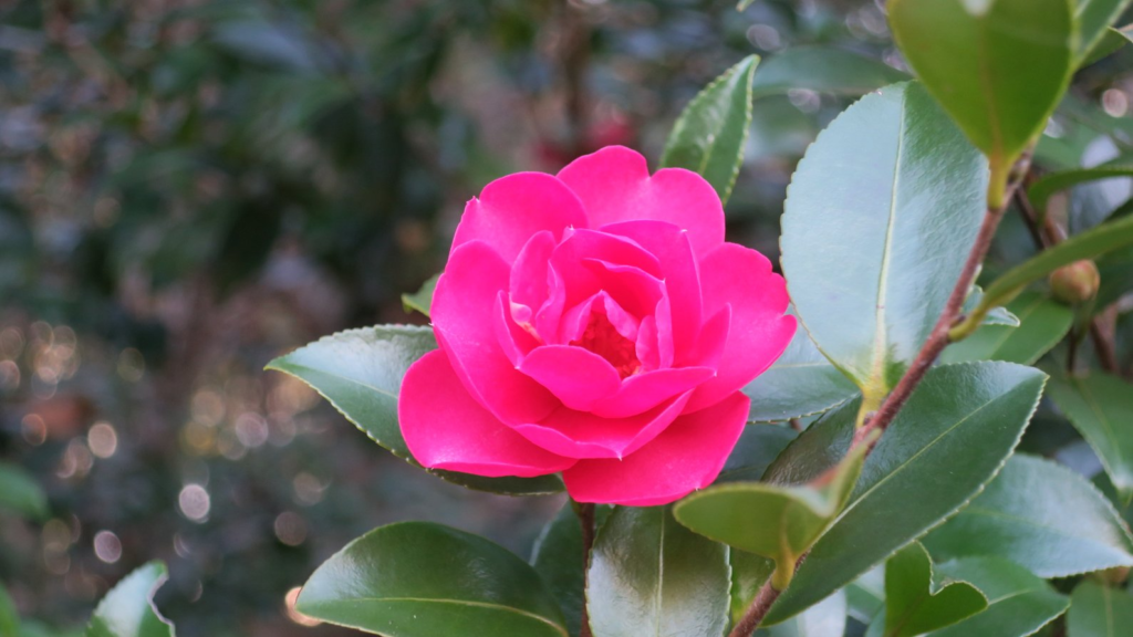 蜻蛉池公園の花